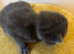 7 blue/grey British Shorthair kittens for sale