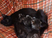 3 x male ragdoll x tabby kittens