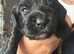 Sprocker puppy for sale