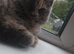 Maine coon girls