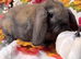 Mini lop and mini plush lop