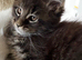 Full breed Maine coon kittens ready now!