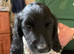 English Springer Spaniel pups