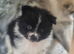 5 gorgeous pomeranian 4 sale