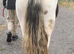 Child best friend 2yr filly to make 14.1