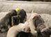 2 beautiful puppies available