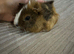 Baby guinea pigs
