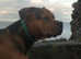 Bull mastiff, Staffy cross for stud