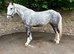 Stunning 16.1 4 yr old ID x cob mare dapple grey
