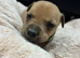 Staffordshire bull terrier pups