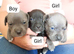 Beautiful Staffordshire pups