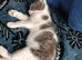 Gorgeous kittens
