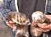 2 adult Jill's for sale