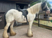 13.2 heavy weight mare