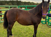 Stunning Welsh D yearling filly