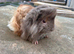 Beautiful long haired Piggys to reserve