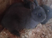 Netherland dwarf babys