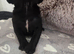 Cane Corso Pups