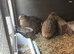 3 10 WEEK OLD FEMALE COTURNIX QUAILS