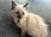 Stunning ragdoll kittens