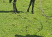 Dark bay/ Black yearling colt