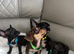 Chiweenies