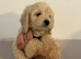 Cockapoo puppies ready to go !