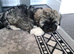 Stunning shihpoo puppies