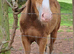 Wpb x ish Filly available at weaning