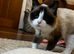 Ragdoll male