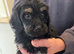 Cockapoo