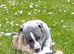 Stunning whippet girl .