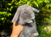 Adorable Baby Bunny’s