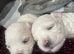 Beautiful Maltese Puppies Looking for Loving Homes