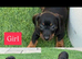 Miniature dachshund Puppys for sale