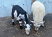 Pygmy goat and lamb wether
