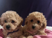 Cute Cavapoochon puppies
