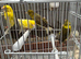 Dimorphic canary’s for sale