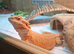Baby bearded dragons for sale