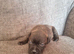 *** ALL RESERVED*** BEAUTIFUL STAFFIE PUPPIES &ndash; 5 AVAILABLE
