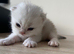 GCCF Registered Silver British Shorthair Kittens