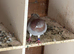 5 Pigeons available in Leicester. See pictures. Various different birds.