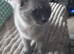 Female Ragdoll