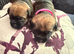 Kc reg border terrier  puppies