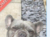 7 year old frenchie