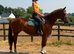 Diamond Fallon - Quality ISH Mare