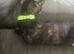 Kitten