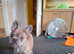 4 gorgeous Frug puppies