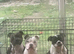 Chunky staffie pups