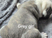 Old Tyme Bulldog puppies